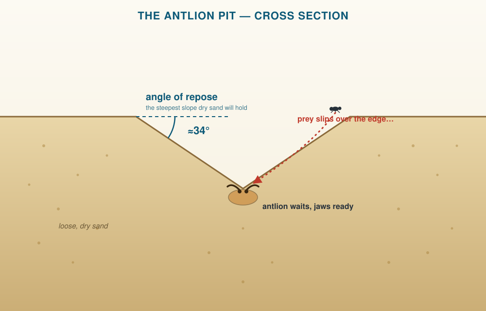 Cross-section of an antlion pit showing the ~34 degree angle of repose, the buried antlion, and prey sliding in